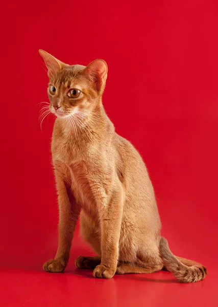 Gato abisinio — Foto de Stock