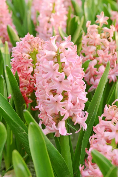 pembe sümbül