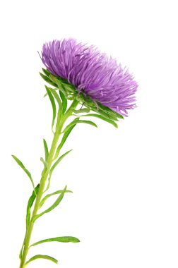 aster izole