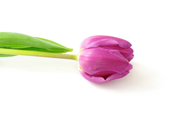 Single violet tulip — Stock Photo, Image