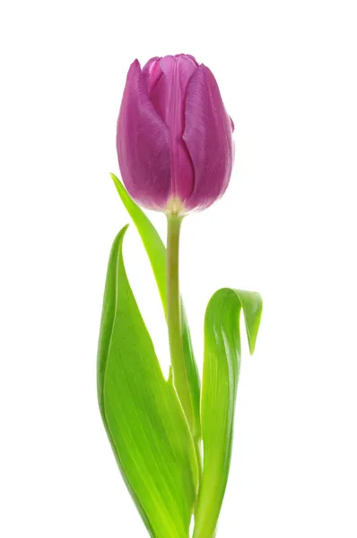 Tulipa violeta única — Fotografia de Stock