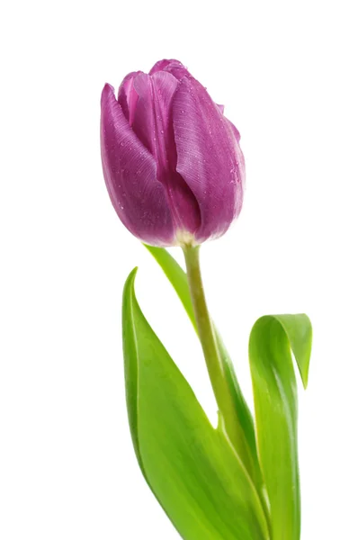 Single violet tulip — Stock Photo, Image