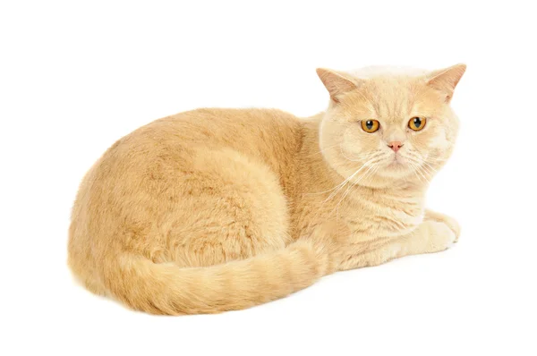 Scottish purebred cat — Stock Photo, Image