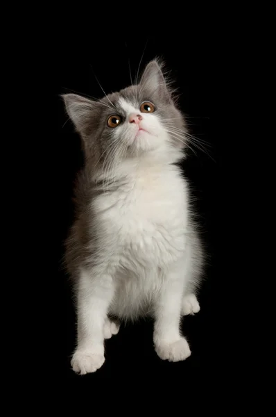 Grey and white kitten — Stock Photo, Image