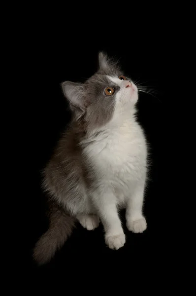 Cementy šedé a bílé kotě — Stock fotografie