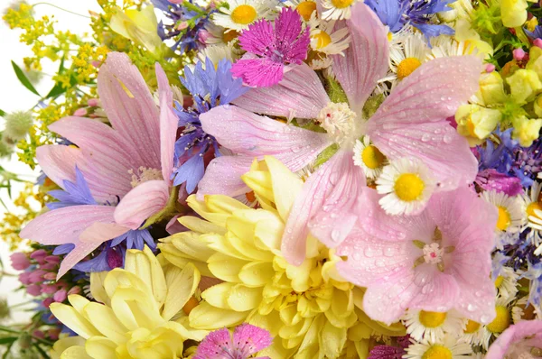 Sommar blommor — Stockfoto