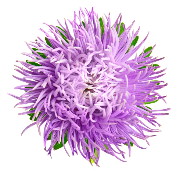 Aster isoliert — Stockfoto