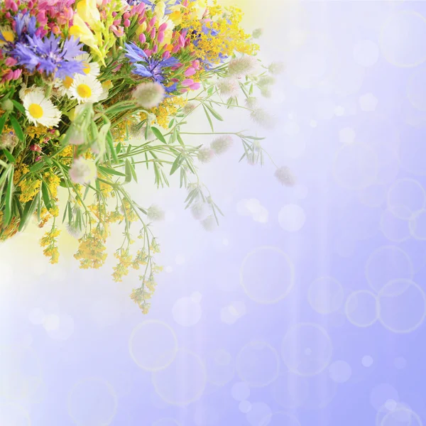 Sommerblumen — Stockfoto