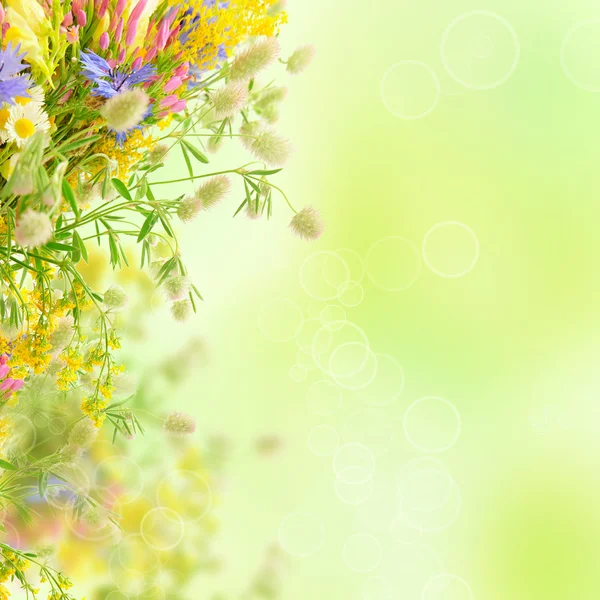 Sommerblumen — Stockfoto