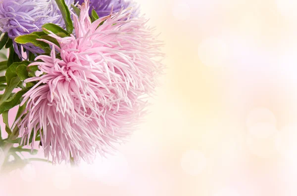 Aster flowers — Stock Photo, Image