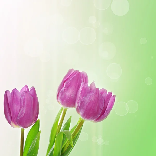 Tulpe Blumen Hintergrund — Stockfoto