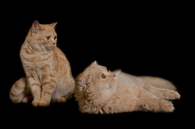 iki İskoç kedi