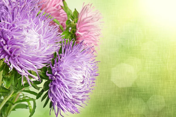 Aster flowers — Stock Photo, Image