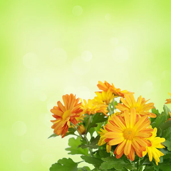 Chrysanthemum blommor bakgrund — Stockfoto