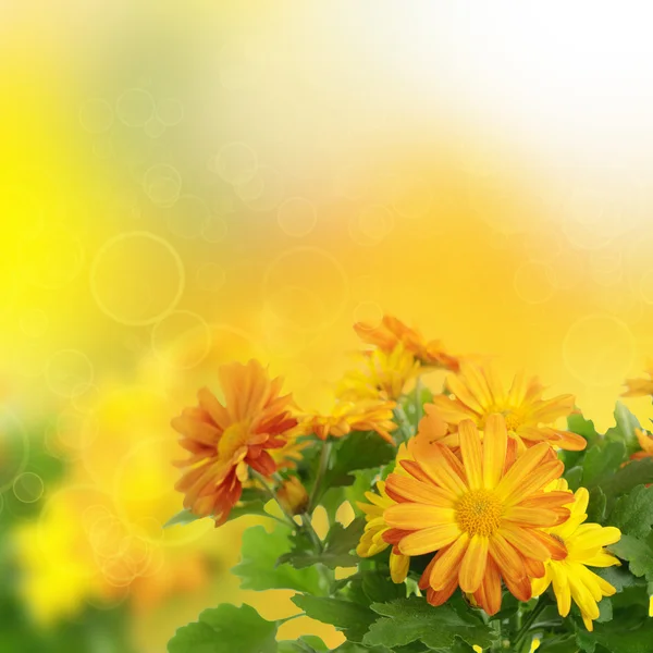 Krizantém virág háttér — Stock Fotó