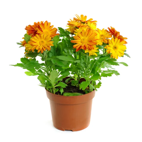 Orange chrysanthemum — Stock Photo, Image