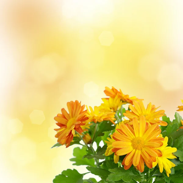 Chrysanthème fond floral — Photo