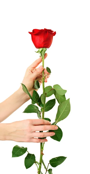 Rose isolated Royalty Free Stock Images