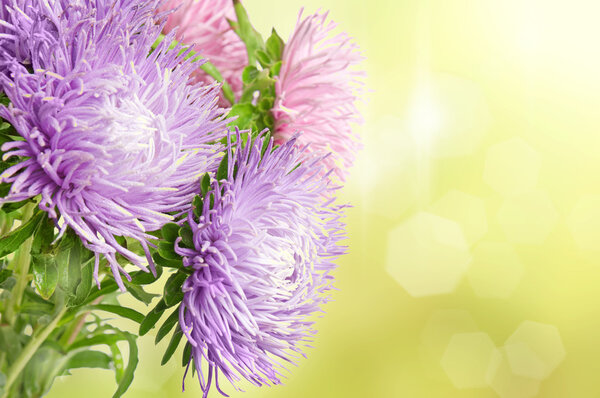 Астроцветки
