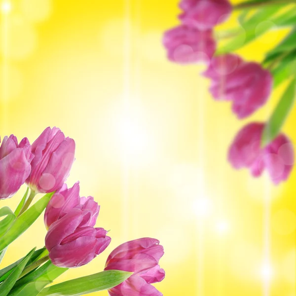 Tulip flowers — Stock Photo, Image