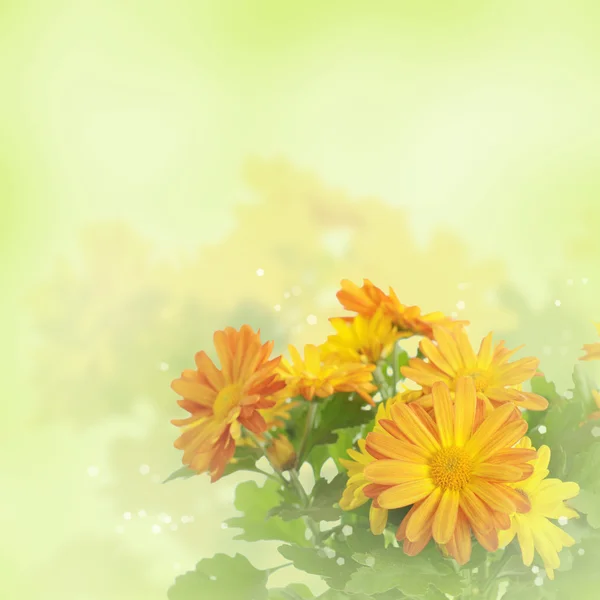 菊花花卉背景 — 图库照片