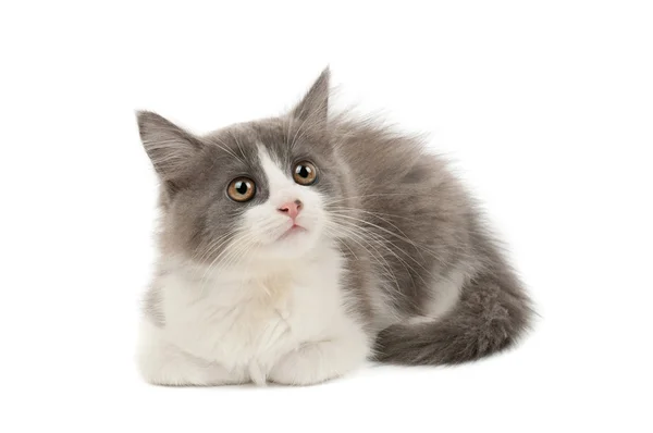 회색과 흰색 고양이그녀의 허리를 측정 하는 행복 한 어린 소녀 — 스톡 사진