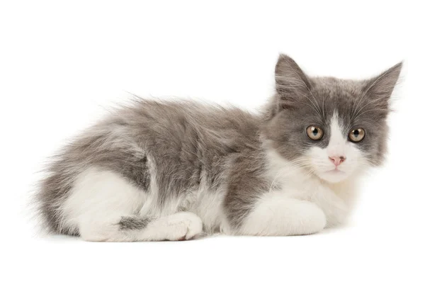 Grijze en witte kitten — Stockfoto