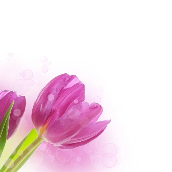 郁金香鲜花背景 — 图库照片