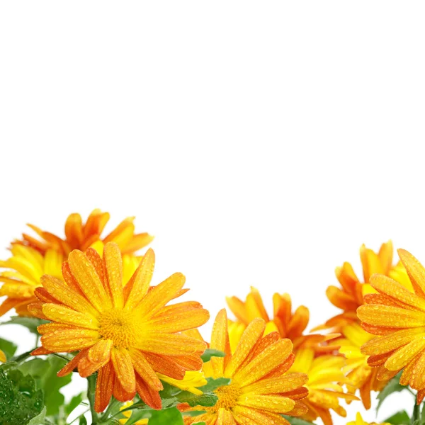 Chryzantéma rám — Stock fotografie