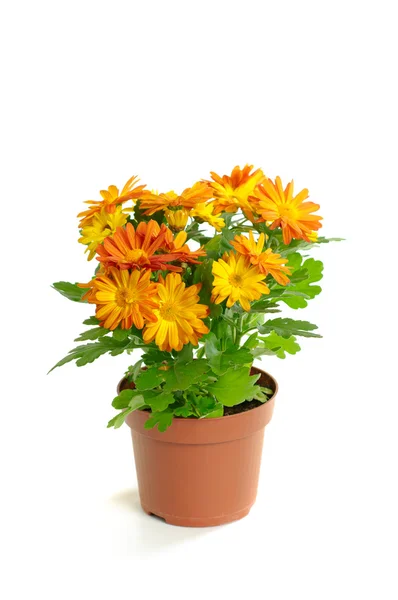 Orange chrysanthemum — Stock Photo, Image