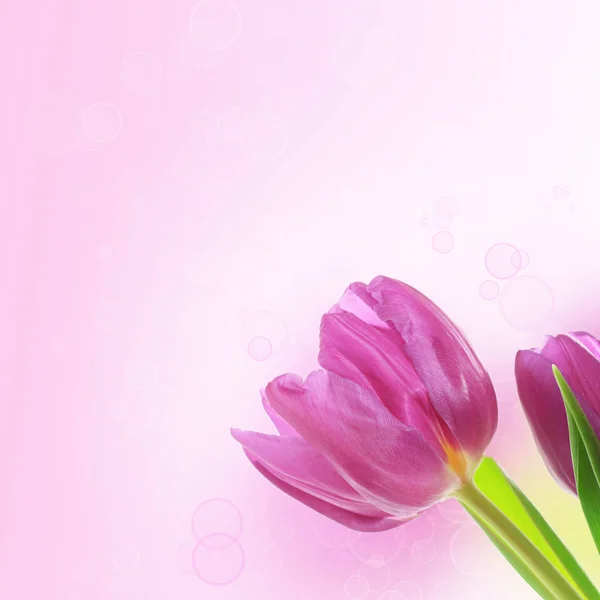 Tulpe Blumen Hintergrund — Stockfoto