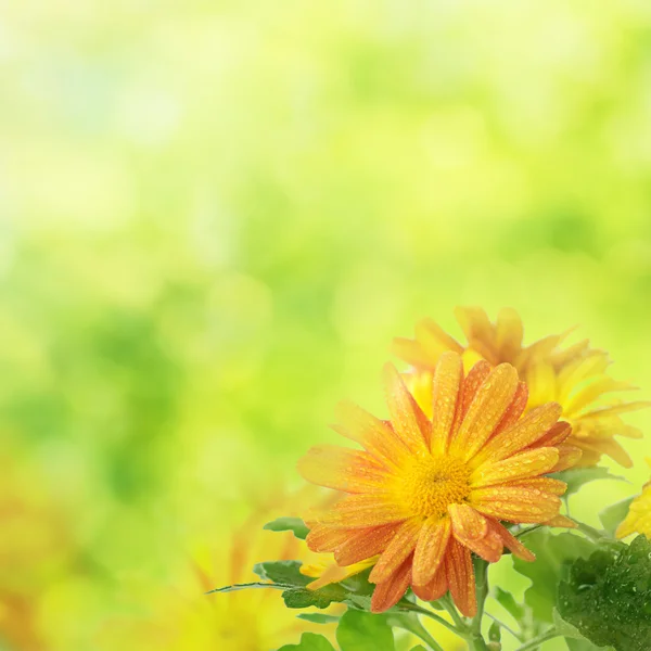 Tle kwiatów chryzantemy — Zdjęcie stockowe