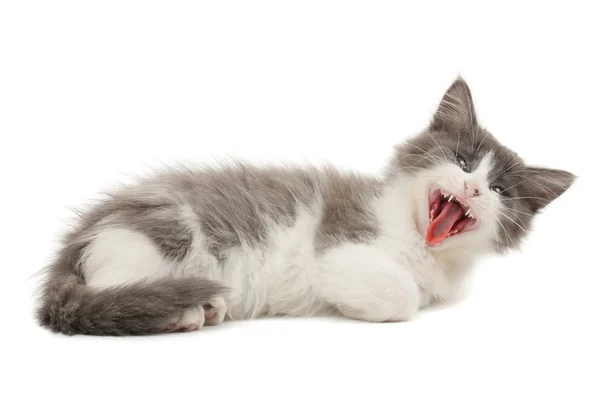 Grå och vit gapande kattunge — Stockfoto
