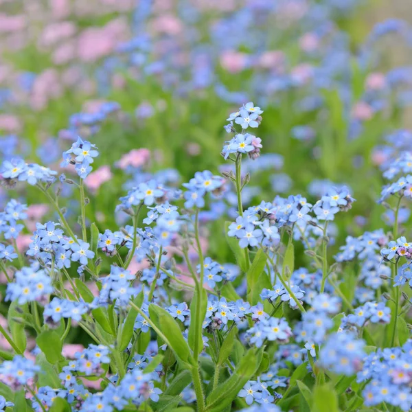 Vergissmeinnicht-Blumen — Stockfoto