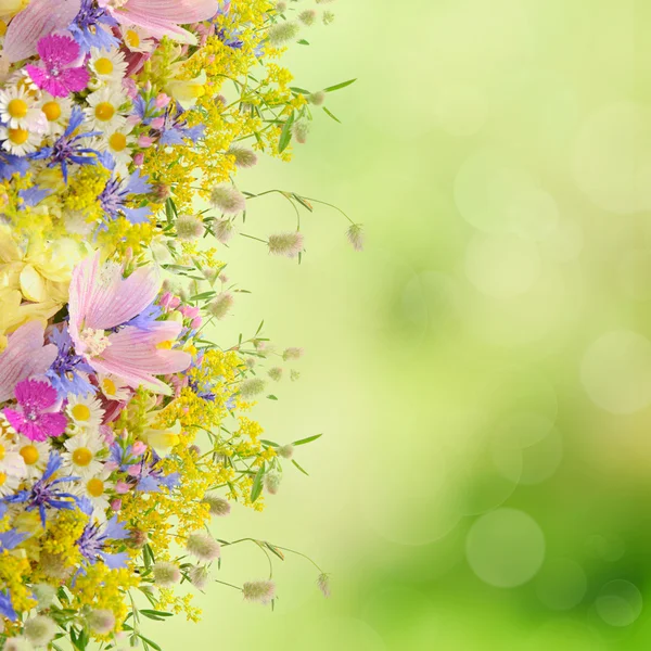 Flores de verão — Fotografia de Stock