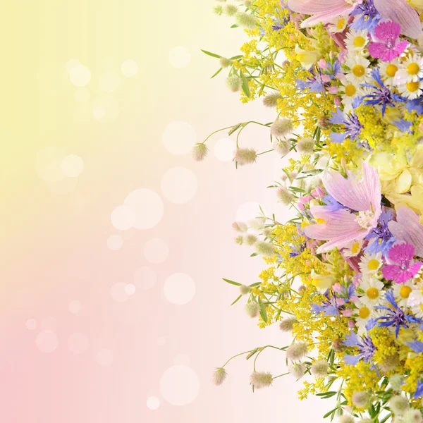 Летние цветы — стоковое фото