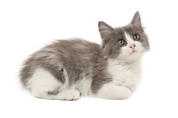 Grey and white kitten — Stock Photo, Image