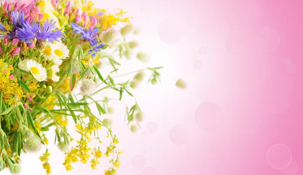 Nyári virágok — Stock Fotó