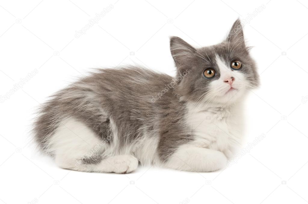 Gri ve beyaz yavru kedi Stok fotoğrafçılık ©Roxana Telifsiz resim