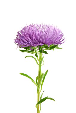 aster izole