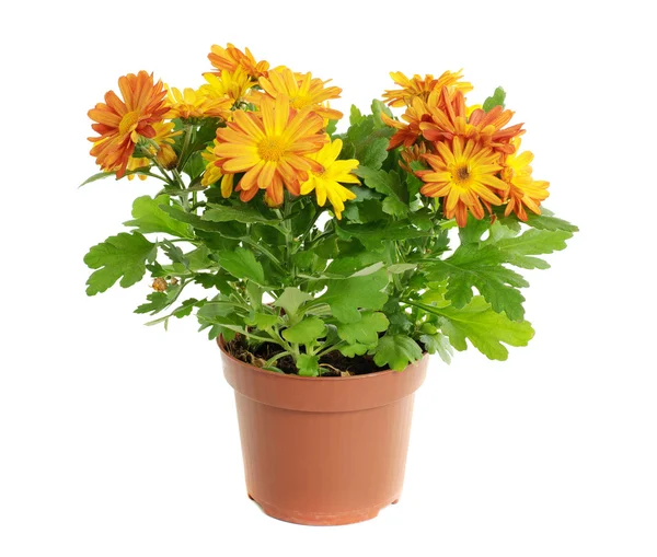 Chrysanthemen — Stockfoto