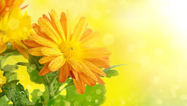 Цветочный фон Хризантемы — стоковое фото