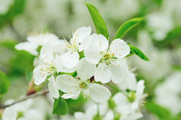 Cherry bloemen — Stockfoto
