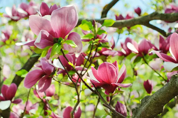 Magnolia fleurs — Photo