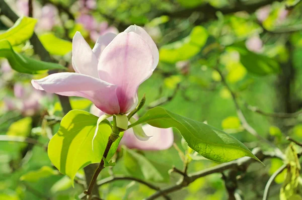 Magnolia bloemen — Stockfoto