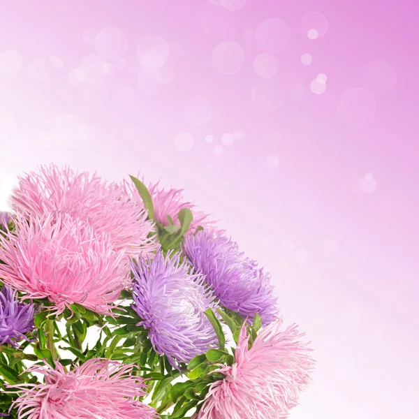 Aster flores — Foto de Stock