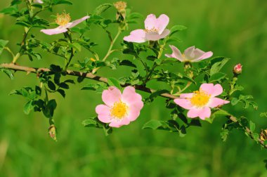 Flowers of dog-rose clipart