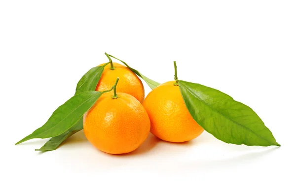 Tangerine ізольовані — стокове фото
