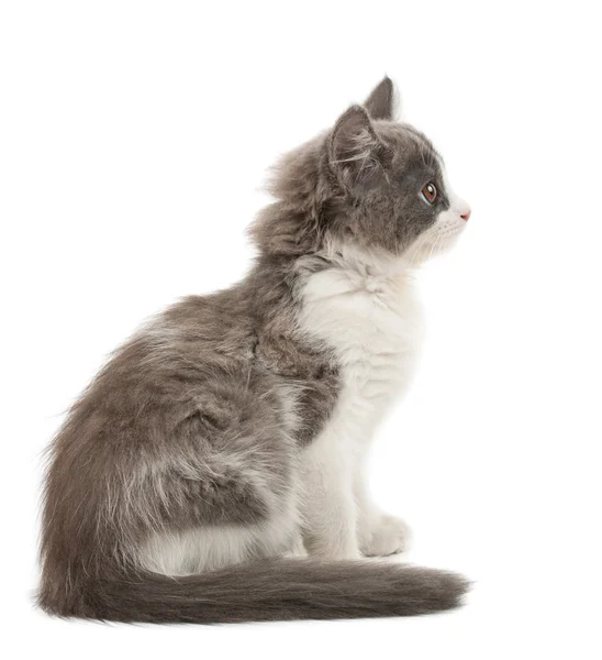 Grey and white kitten — Stock Photo, Image