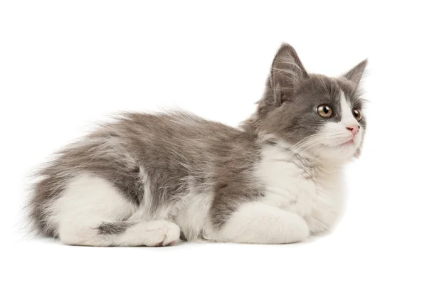 Grey and white kitten — Stock Photo, Image